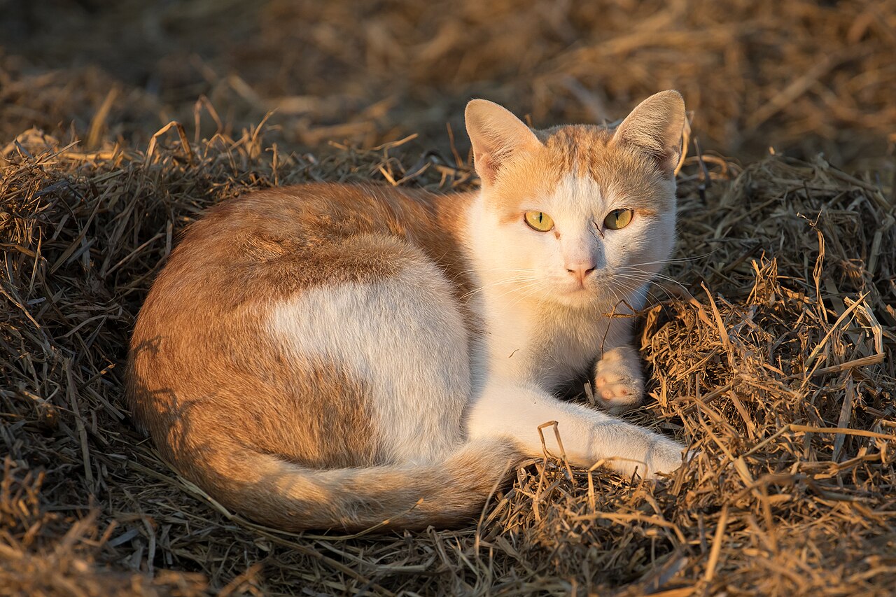 Cat on rice straw
